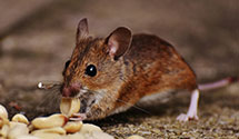 24 Hour & Emergency Exterminators in Kongsberg, ND